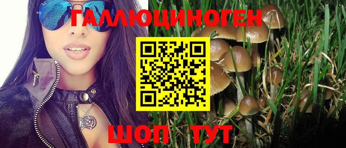 Электрогорск  Псилоцибиновые грибы Psilocybine cubensis  Вход с VPN 