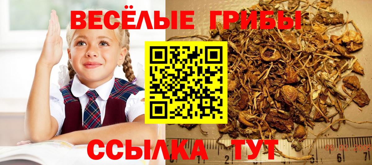 Галлюциногенные грибы Psilocybine cubensis Электрогорск